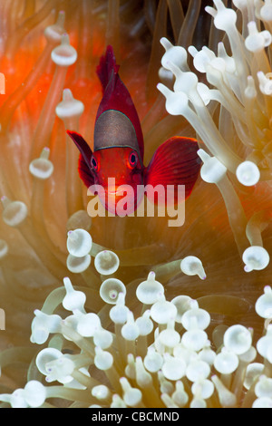 Spinecheek Clownfish in weiße Blase Tipp Seeanemone, Premnas Aculeatus, Entacmaea Quadricolor West Papua Indonesien Stockfoto