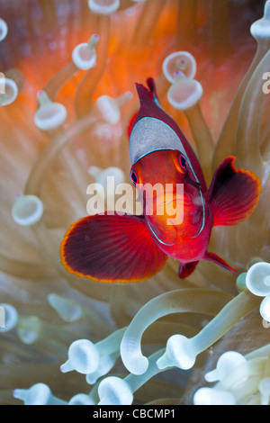 Spinecheek Clownfish in weiße Blase Tipp Seeanemone, Premnas Aculeatus, Entacmaea Quadricolor West Papua Indonesien Stockfoto