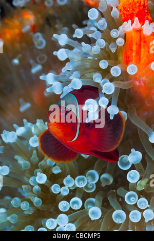 Spinecheek Clownfish in weiße Blase Tipp Seeanemone, Premnas Aculeatus, Entacmaea Quadricolor West Papua Indonesien Stockfoto