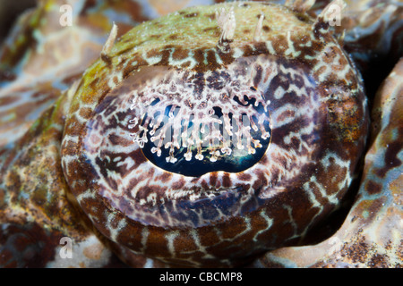 Auge des Beaufort Crocodilefische Cymbacephalus Beauforti, Cenderawasih-Bucht, West Papua, Indonesien Stockfoto