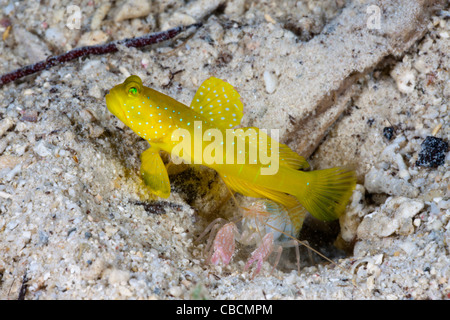 Gelb-Grundel in Symbiose mit fangen Garnelen, Cryptocentrus Cinctus, Alpheus Ochrostriatus Indonesien Symbiose Verhalten Stockfoto