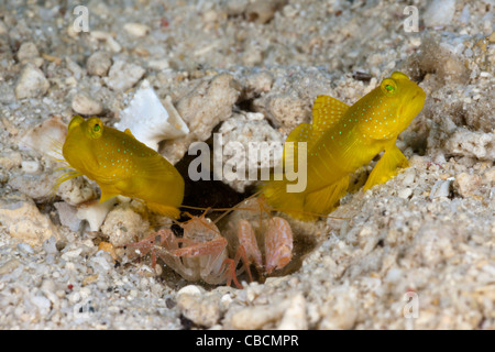 Gelb-Grundel in Symbiose mit fangen Garnelen, Cryptocentrus Cinctus, Alpheus Ochrostriatus Indonesien Symbiose Verhalten Stockfoto