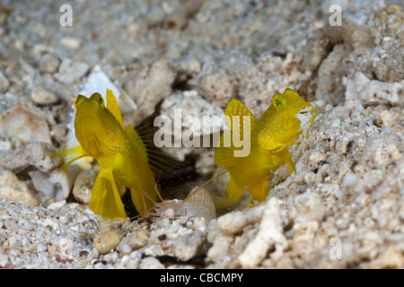 Gelb-Grundel in Symbiose mit fangen Garnelen, Cryptocentrus Cinctus, Alpheus Ochrostriatus Indonesien Symbiose Verhalten Stockfoto