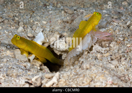 Gelb-Grundel in Symbiose mit fangen Garnelen, Cryptocentrus Cinctus, Alpheus Ochrostriatus Indonesien Symbiose Verhalten Stockfoto