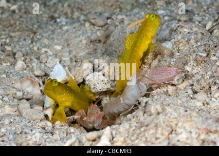 Gelb-Grundel in Symbiose mit fangen Garnelen, Cryptocentrus Cinctus, Alpheus Ochrostriatus Indonesien Symbiose Verhalten Stockfoto