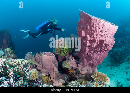 Taucher und Fass-Schwamm, Xestospongia Testudinaria, Cenderawasih-Bucht, West Papua, Indonesien Stockfoto