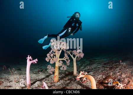 Weichkorallen und Taucher, Umbellulifera SP., Cenderawasih-Bucht, West Papua, Indonesien Stockfoto