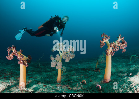 Weichkorallen und Taucher, Umbellulifera SP., Cenderawasih-Bucht, West Papua, Indonesien Stockfoto