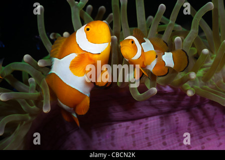 Clown Anemonenfischen in gebleichtem Seeanemone, Amphiprion Ocellaris, Heteractis Magnifica, West-Papua, Indonesien Stockfoto