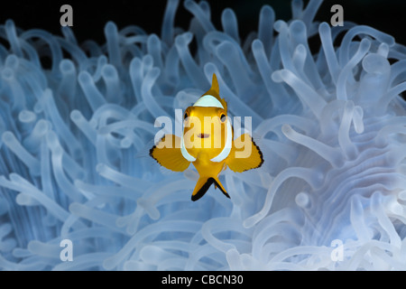 Clown Anemonenfischen in gebleichtem Seeanemone, Amphiprion Ocellaris, Heteractis Magnifica, West-Papua, Indonesien Stockfoto