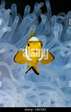 Clown Anemonenfischen in gebleichtem Seeanemone, Amphiprion Ocellaris, Heteractis Magnifica, West-Papua, Indonesien Stockfoto