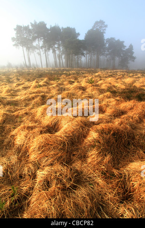 Ashdown Wald Landschaft, Sussex, UK Stockfoto