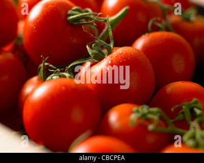 Nahaufnahme von Tomaten auf the Vine Stockfoto
