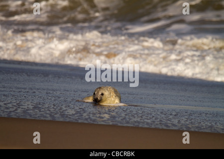 Kleine grau Seal Pup, Halichoerus Grypus in der Brandung am Strand von Norfolk Stockfoto