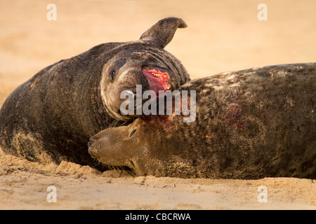 Zwei graue Dichtung, Halichoerus Grypus Bullen Schlacht für die Paarung Rechte am Strand Stockfoto