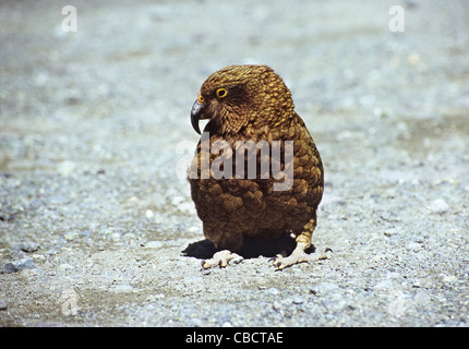 Kea Papagei nahe dem Eingang nach Homer Tunnel, Südinsel, Neuseeland Stockfoto