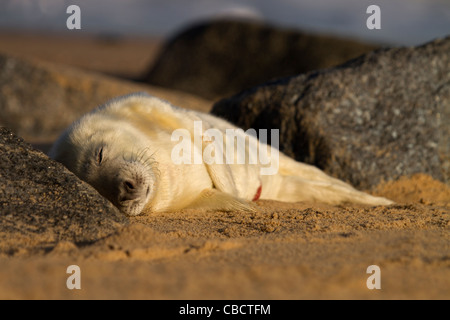 Eine junge grau Seal Pup, Halichoerus Grypus schlafend in den Felsen an einem Strand in Norfolk Stockfoto