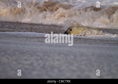 Grey Seal Pup, spielt Halichoerus Grypus in der Brandung am Strand von Norfolk Stockfoto