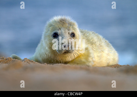 Eine junge grau Seal Pup, Halichoerus Grypus an einem Strand in Norfolk Stockfoto