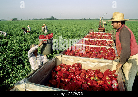 Arbeiter ernten süße rote Paprikaschoten, Feld-Behälter Stockfoto