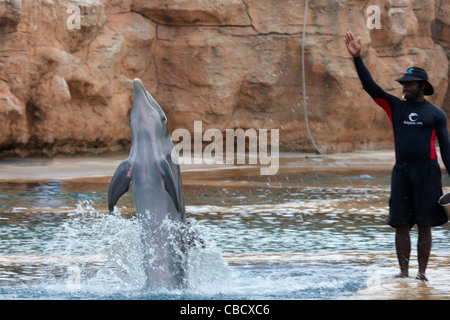 Dolphin Cay Atlantis Resort Paradise Island, Bahamas, Caribbean Stockfoto