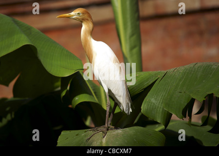 Kuhreiher (Bubulcus Ibis) im Dorf Petulu auf Bali Stockfoto