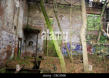 Die verlassenen Charlottesville Woollen Mills site hat seine Wände mit Graffiti und Bäume wachsen aus dem Boden abgedeckt. Stockfoto