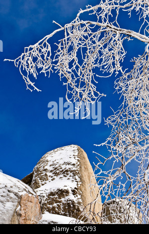 Rime Eis auf Kiefer, San Bernardino National Forest, Kalifornien USA Stockfoto