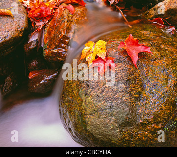 Rote und gelbe Herbstlaub neben einem kleinen Süßwasser-Bach im schönen Bay Of Fundy National Park in New Brunswick, Kanada Stockfoto