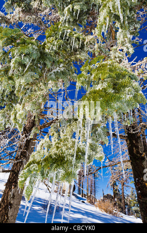 Eiszapfen hängen von Kiefer, San Bernardino National Forest, Kalifornien USA Stockfoto