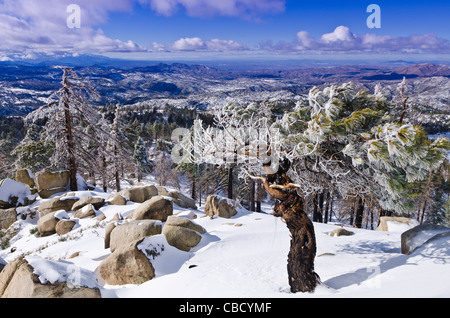 Rime Eis auf Kiefer, San Bernardino National Forest, Kalifornien USA Stockfoto