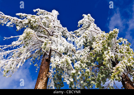 Rime Eis auf Kiefern, San Bernardino National Forest, Kalifornien USA Stockfoto