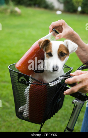 Gläser Passata di Pomodoro (Tomatenmark) im Fahrradkorb mit Hund Stockfoto