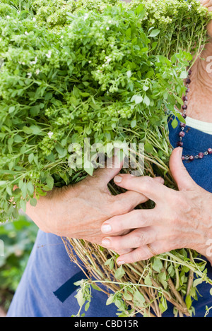 Frau mit Bund frische Kräuter, beschnitten Stockfoto