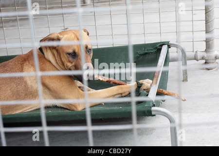 Rhodesian Ridgeback hinter kabelgebundene Bar spielen mit einem Zweig im Tierheim Stockfoto