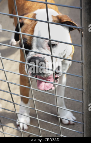 Stier Hund von seinem Besitzer auf dem lokalen Tierheim an der Hundezwinger verlassen Stockfoto