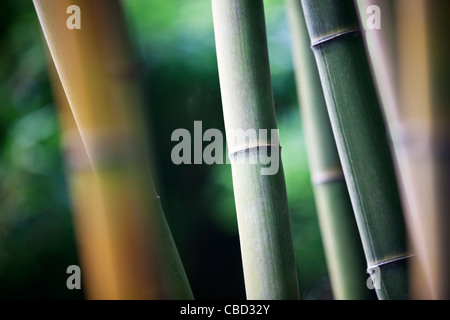 Ein Bambus-Plantage Stockfoto