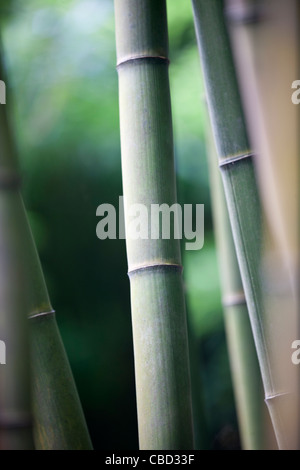 Ein Bambus-Plantage Stockfoto