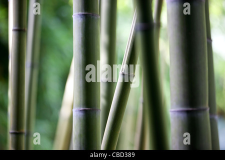 Ein Bambus-Plantage Stockfoto