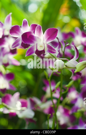 Orchideen Stockfoto