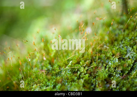 Moos, close-up Stockfoto