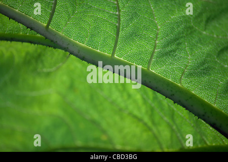 Nahaufnahme eines Blattes Gunnera Stockfoto