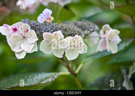 Lacecap-Hortensien Blumen Stockfoto