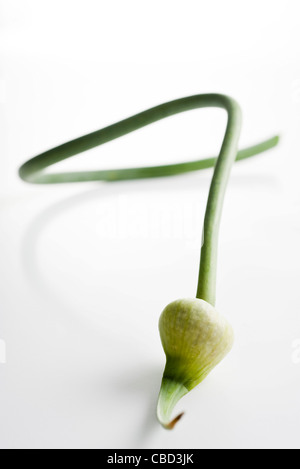 Knoblauch Blütenknospe Stockfoto