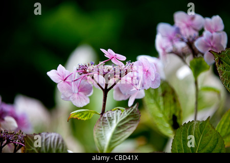 Lacecap-Hortensien Blumen Stockfoto