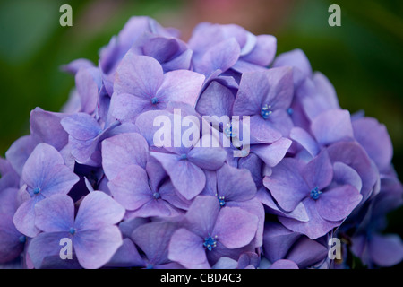 Eine lila Blume Hortensie Stockfoto