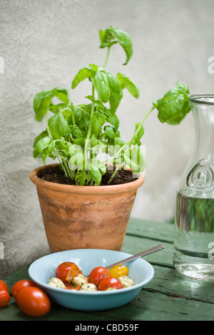 Caprese Salat Stockfoto