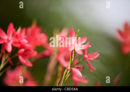 Rot Hesperantha Coccinea Blumen Stockfoto