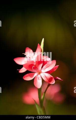 Rot Hesperantha Coccinea Blumen Stockfoto