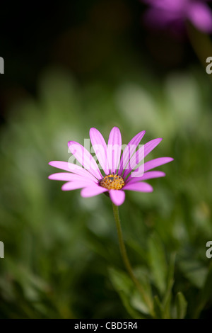 Ein lila Ochsen-Auge Gänseblümchen, close-up Stockfoto